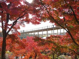 けいはんな記念公園：紅葉谷から観月橋をのぞむ