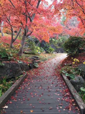 けいはんな記念公園：散りもみじ（モミジ谷）