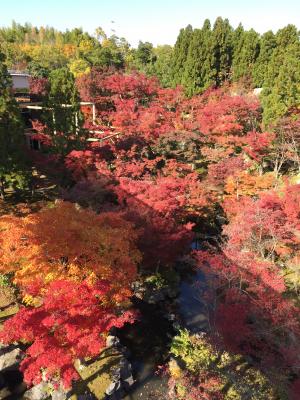 けいはんな記念公園：秋もみじ（観月橋）