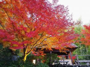 けいはんな記念公園：大東屋　紅葉ライトアップ