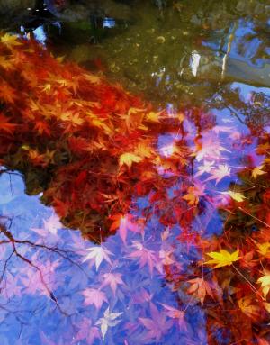 けいはんな記念公園：流れもあへぬ　紅葉なりけり