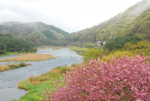 やまなみホール周辺の桜