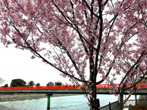 宇治川：朝霧橋