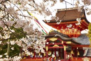 石清水八幡宮：桜1