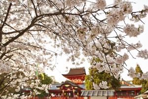 石清水八幡宮：桜3