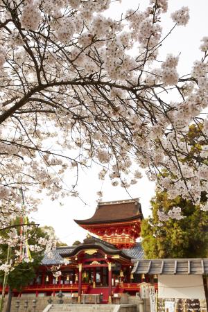 石清水八幡宮：桜4