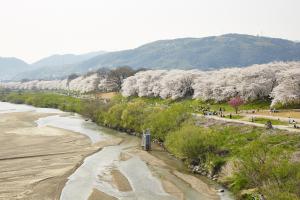 背割堤桜並木2
