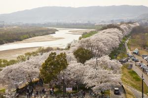 背割堤：さくらであい館展望塔から