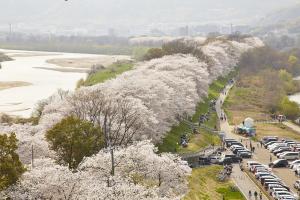 背割堤：さくらであい館展望塔から2
