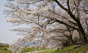 背割堤桜