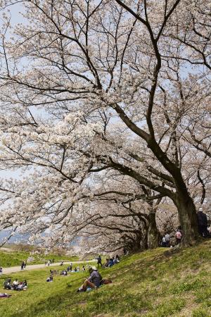 背割堤桜2