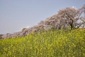 背割堤桜3