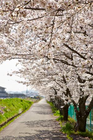 防賀川：桜並木3