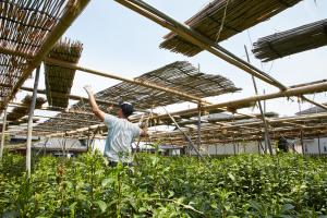 丸利吉田銘茶園：本簾覆下茶園4