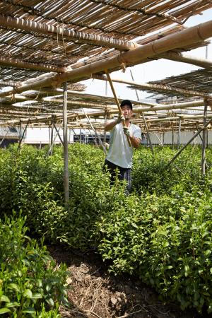 丸利吉田銘茶園：本簾覆下茶園5