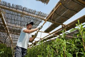 丸利吉田銘茶園：本簾覆下茶園6