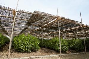丸利吉田銘茶園：本簾覆下茶園8