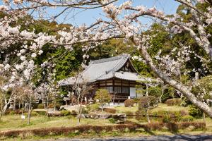 大御堂観音寺：桜1