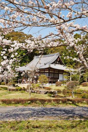 大御堂観音寺：桜2