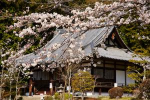 大御堂観音寺：桜3