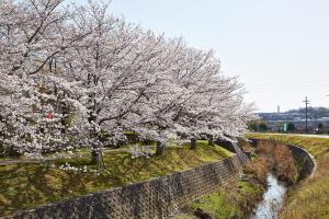 ふれあい広場：桜1