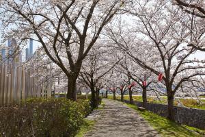 ふれあい広場：桜2