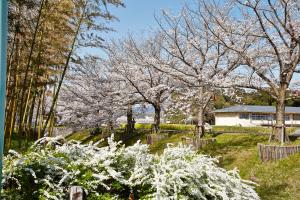 ふれあい広場：桜3