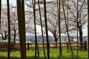 ふれあい広場：桜5