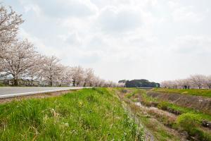 ふれあい広場：桜7