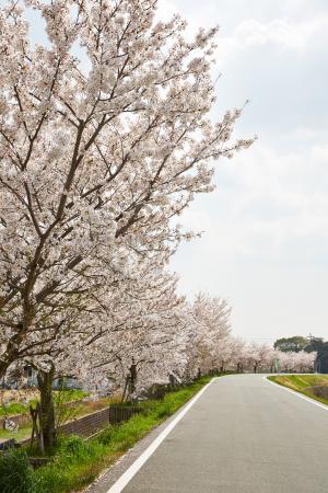 ふれあい広場：桜8