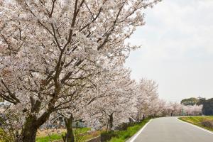 ふれあい広場：桜9