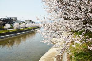 前川堤：桜1