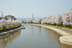 前川堤：桜2