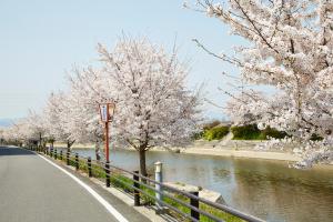 前川堤：桜3