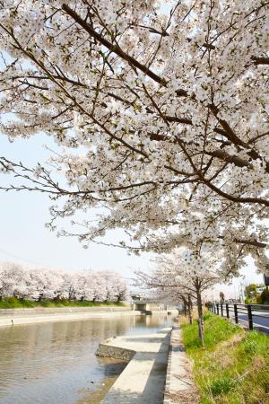 前川堤：桜4