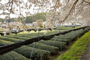 やすらぎの道：桜6