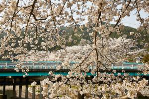 やすらぎの道：桜8