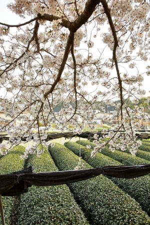 やすらぎの道：桜7