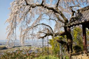 地蔵禅院：桜2