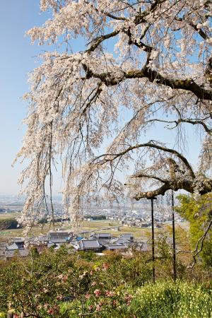 地蔵禅院：桜3