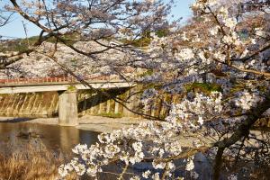 祝橋：桜1