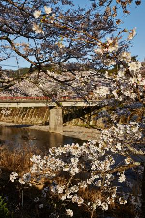 祝橋：桜2