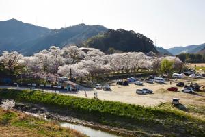 笠置キャンプ場：桜1