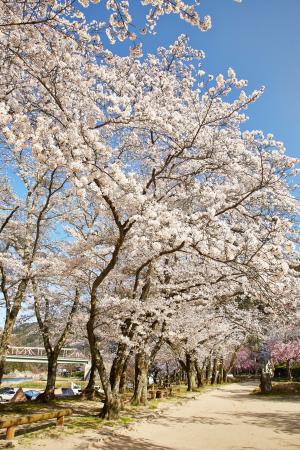 笠置キャンプ場：桜2