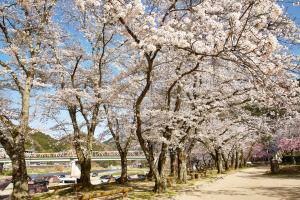 笠置キャンプ場：桜4