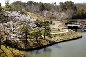 けいはんな記念公園：桜1