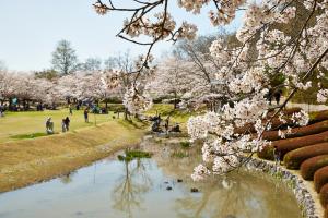 けいはんな記念公園：桜3
