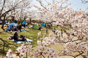 けいはんな記念公園：桜7
