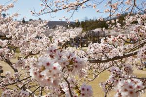 けいはんな記念公園：桜4