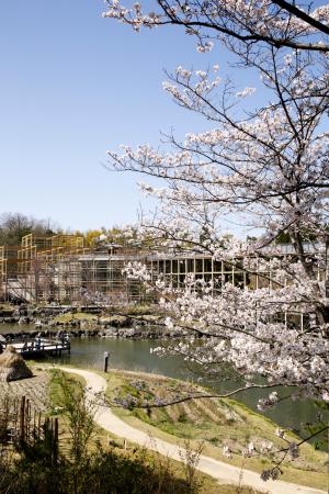けいはんな記念公園：桜5